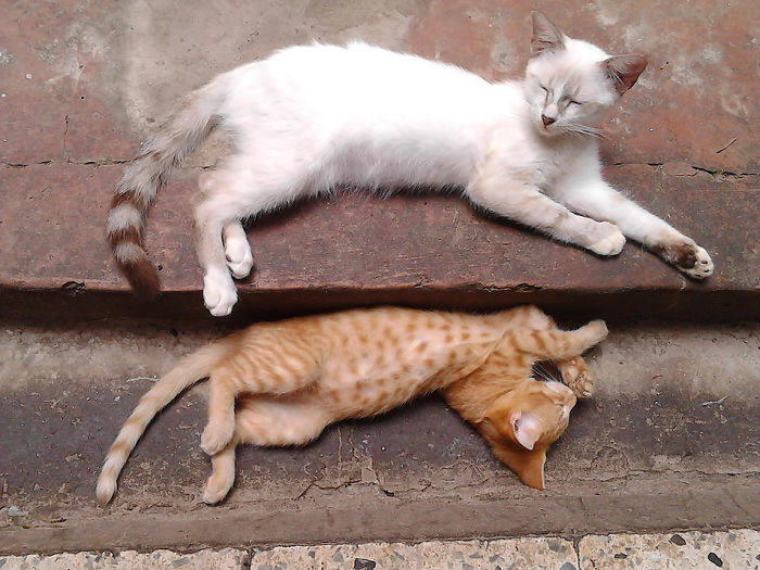 Gatos na Venezuela foram salvos pela família Reinoso e seu santuário para gatos.