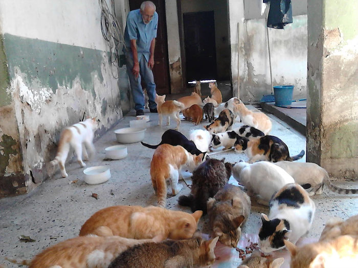 Gatos na Venezuela foram salvos pela família Reinoso e seu santuário para gatos.