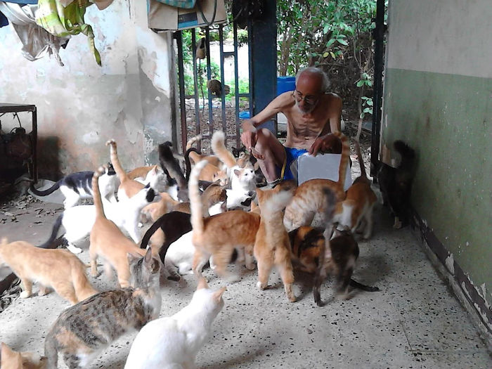 Gatos na Venezuela foram salvos pela família Reinoso e seu santuário para gatos.