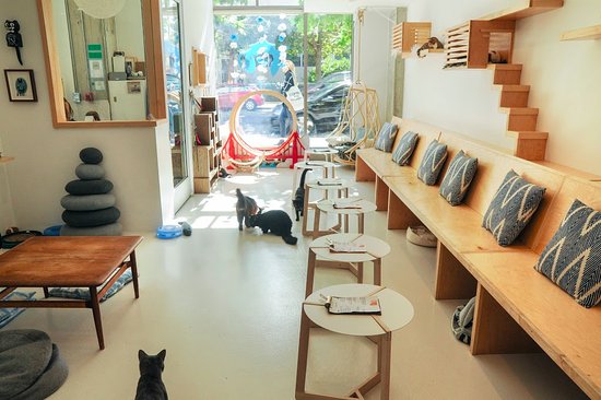 Cat cafés permitem que amantes de gatos tomem um cafézinho na companhia de felinos