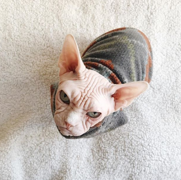 @loki_the_sphynx