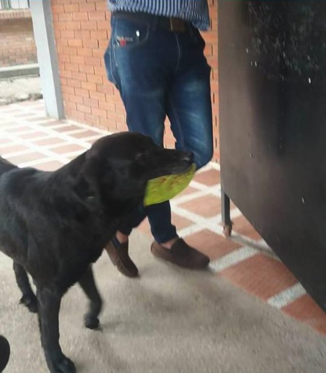 Cãozinho inventa sua própria 