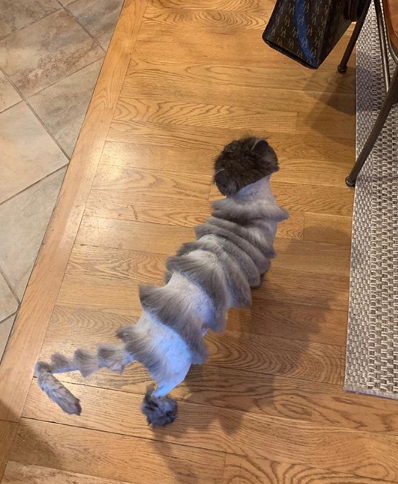 O pai da norte-americana Caitlin Christine pediu ao tosador para deixar Oliver parecido com um tigre. O resultado viralizou no Twitter e transformou o gato em uma astro do Instagram