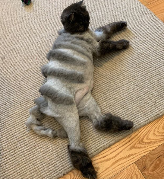 O pai da norte-americana Caitlin Christine pediu ao tosador para deixar Oliver parecido com um tigre. O resultado viralizou no Twitter e transformou o gato em uma astro do Instagram