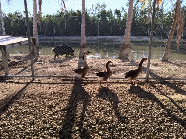 Patinhos e porcos