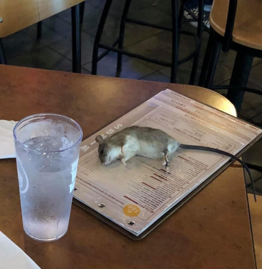 Durante uma viagem a Los Angeles, Alisha Kent Norman foi surpreendida em um restaurante após um rato, vivo, cair do teto e aterrizar em sua mesa