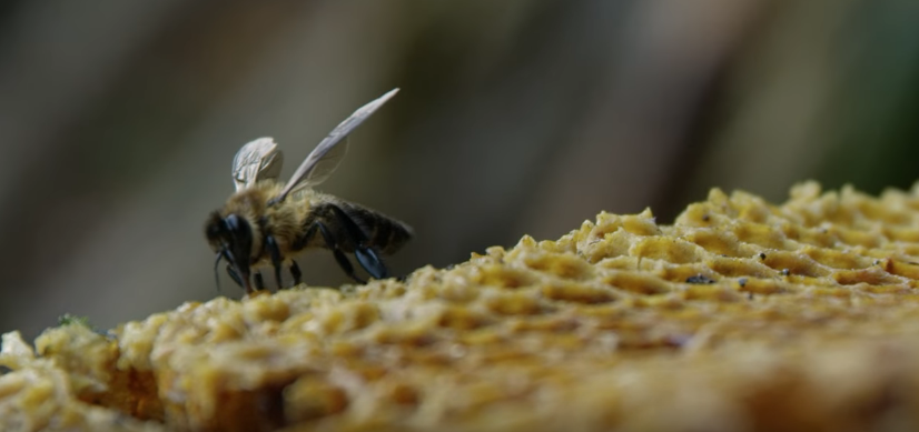 A abelha gigante do Himalaia é a responsável pela produção do mel alucinógeno chamado Mad Honey