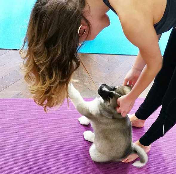 Pets Yoga