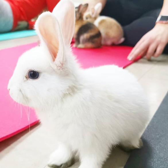 Estúdio em Londres permite que alunos pratiquem yoga rodeados de filhotes de cachorros, gatos ou coelhos