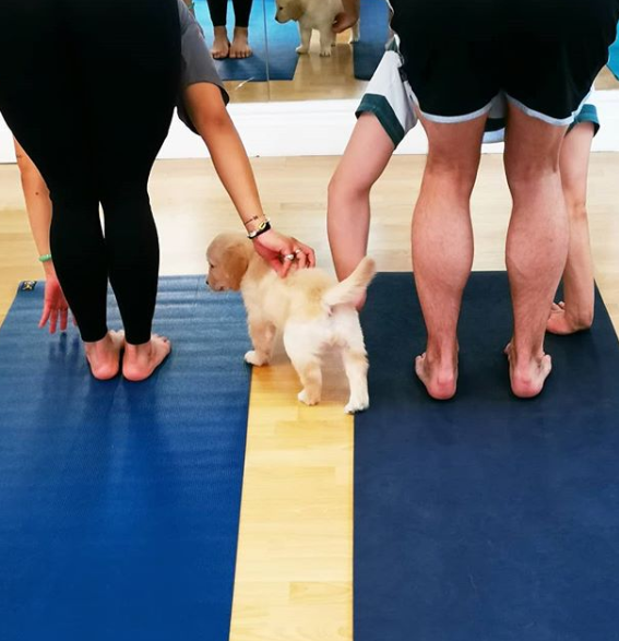 Estúdio em Londres permite que alunos pratiquem yoga rodeados de filhotes de cachorros, gatos ou coelhos