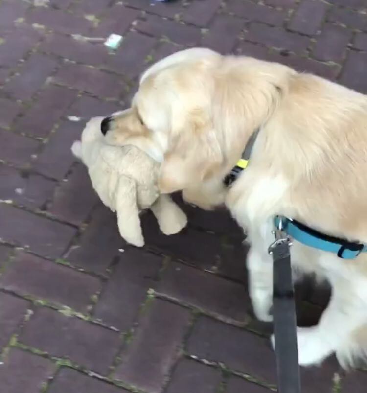 O golden retriever tem o 'amigo' desde o primeiro dia no novo lar e a dupla acabou se tornando inseparável