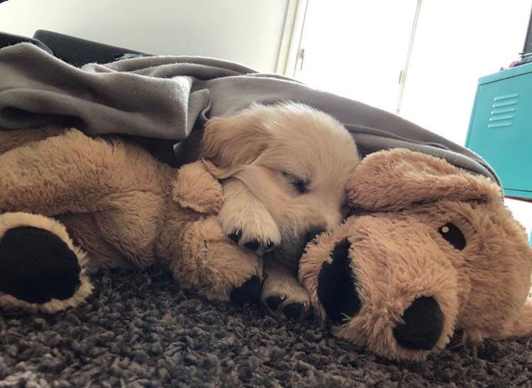 O golden retriever tem o 'amigo' desde o primeiro dia no novo lar e a dupla acabou se tornando inseparável