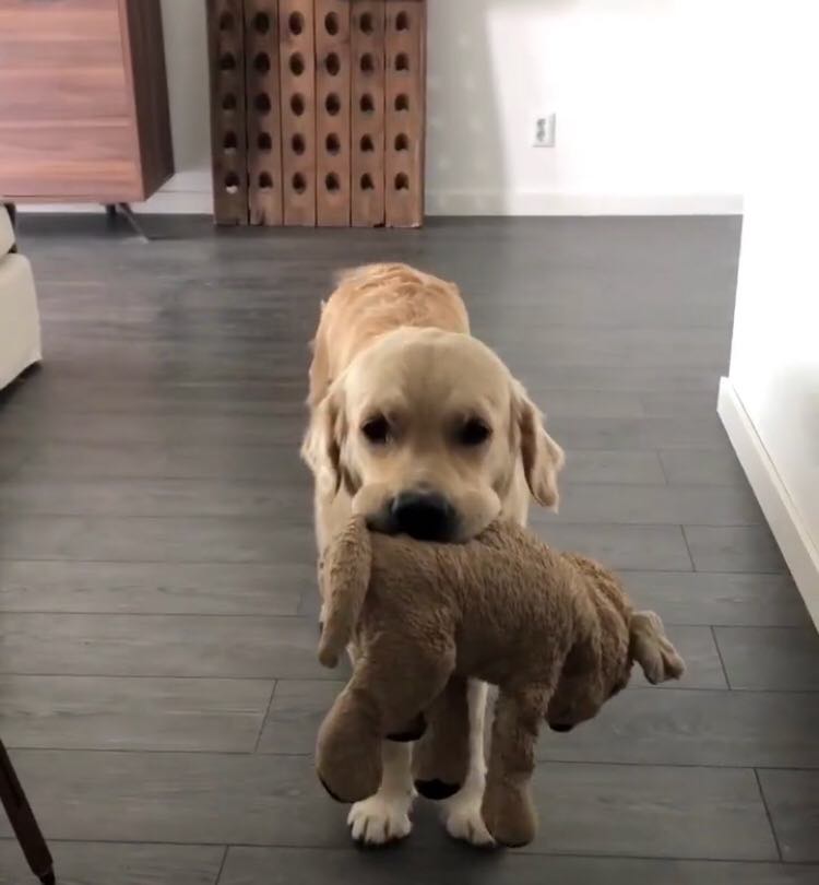 O golden retriever tem o 'amigo' desde o primeiro dia no novo lar e a dupla acabou se tornando inseparável