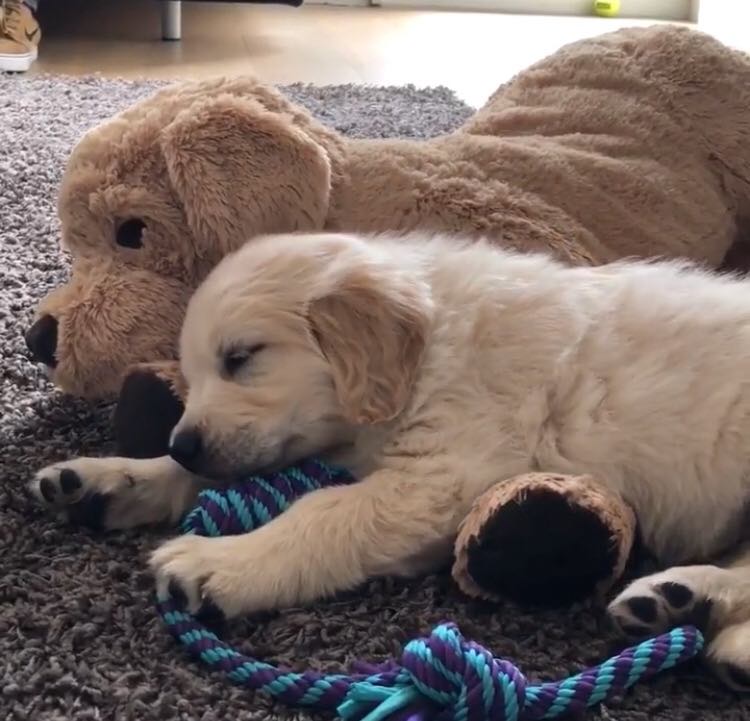 O golden retriever tem o 'amigo' desde o primeiro dia no novo lar e a dupla acabou se tornando inseparável