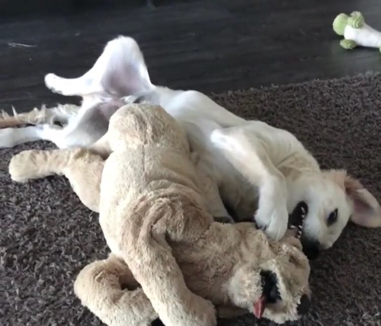 O golden retriever tem o 'amigo' desde o primeiro dia no novo lar e a dupla acabou se tornando inseparável