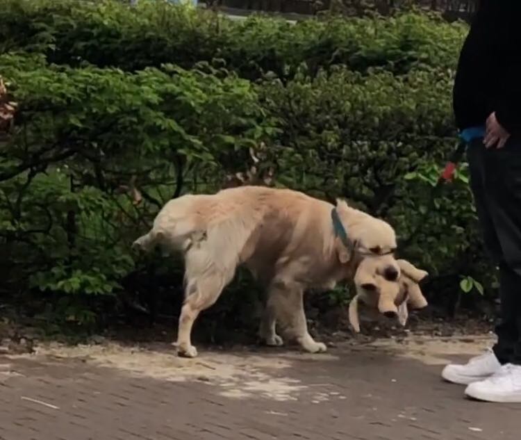 O golden retriever tem o 'amigo' desde o primeiro dia no novo lar e a dupla acabou se tornando inseparável