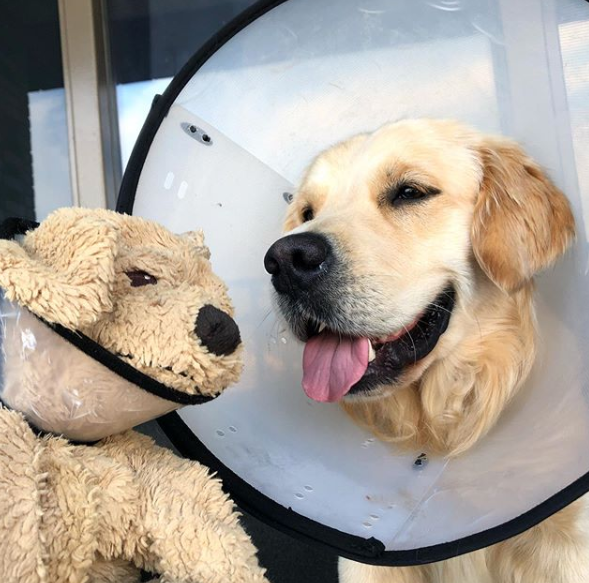 O golden retriever tem o 'amigo' desde o primeiro dia no novo lar e a dupla acabou se tornando inseparável