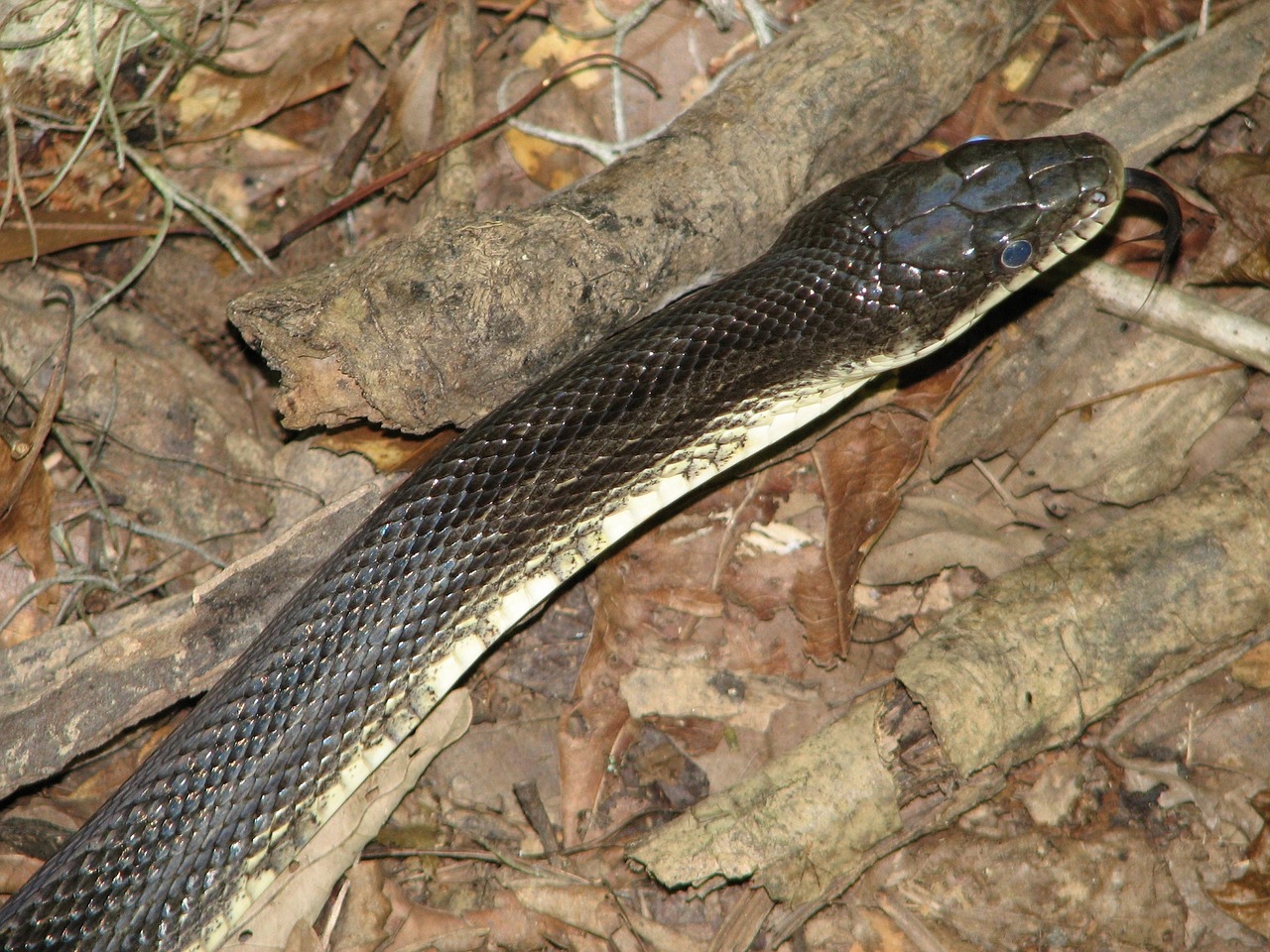 Na Índia, homem morde e mata cobra que o picou