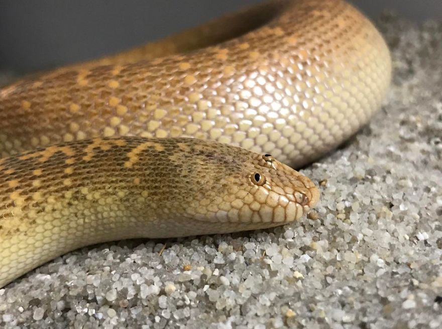 Derp do mundo animal: conheça a cobra que se parece com um meme