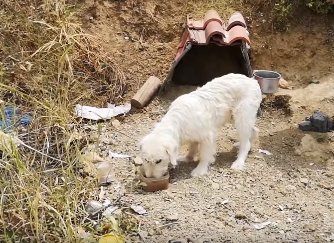 O cão se recusa a sair do local onde seu dono sofreu um acidente de carro, em Novembro de 2017