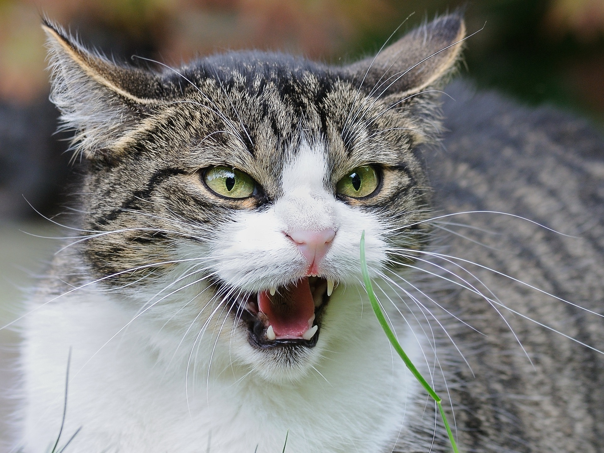 Escocesa quase perde o braço após ser arranhada por gato