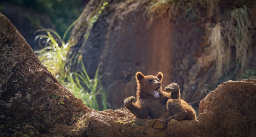 Concurso premia melhores fotos que retratam a diversão