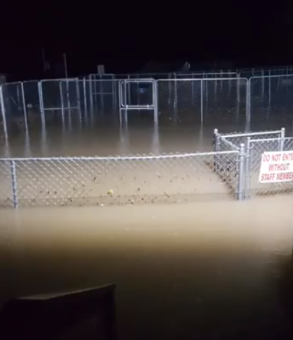 Moradores da cidade de Arkadelphia, no Arkansas, uniram-se para resgatar e abrigar 72 cães da Humane Society of Clark County após uma tempestade tropical inundar o abrigo de animais