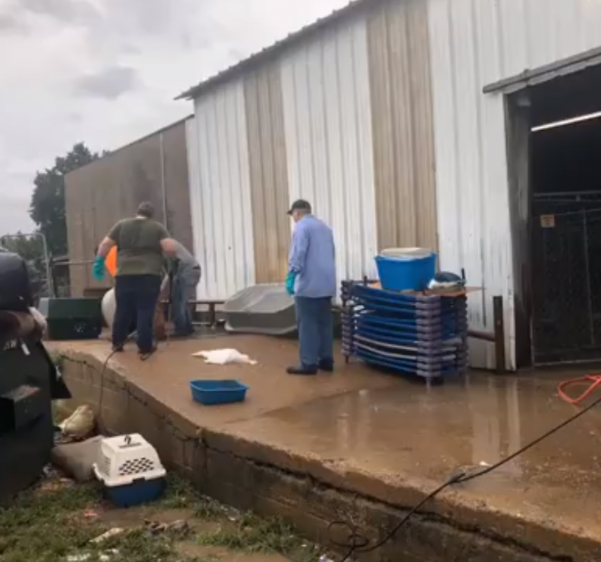 Moradores da cidade de Arkadelphia, no Arkansas, uniram-se para resgatar e abrigar 72 cães da Humane Society of Clark County após uma tempestade tropical inundar o abrigo de animais