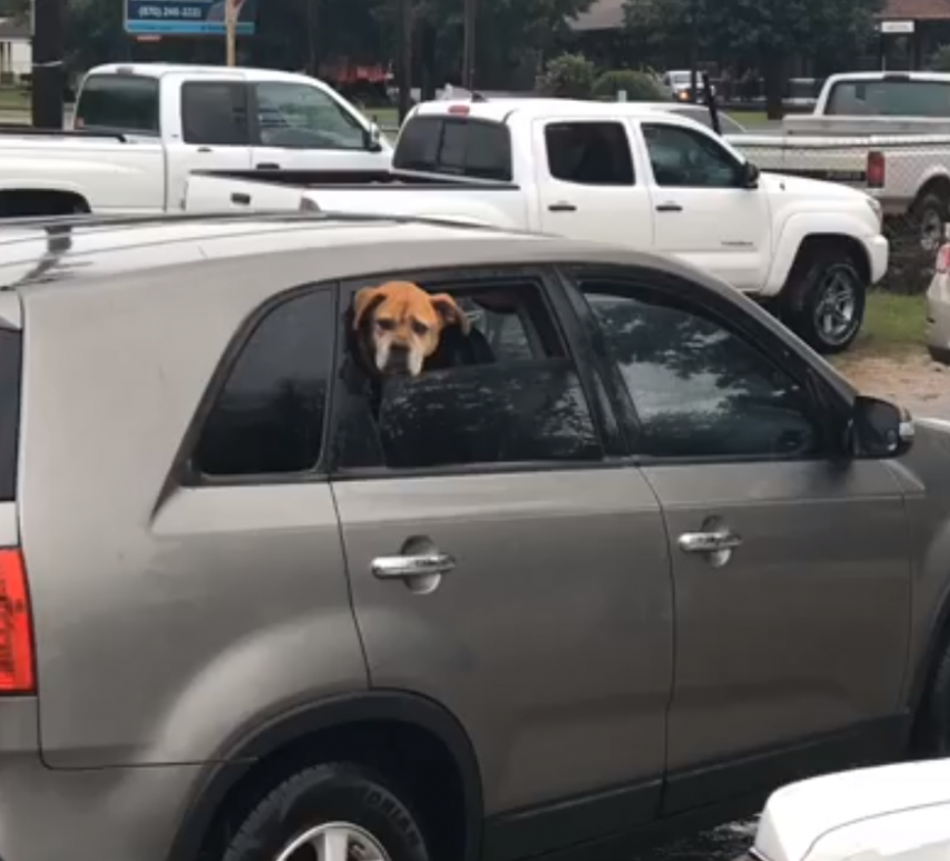 Moradores da cidade de Arkadelphia, no Arkansas, uniram-se para resgatar e abrigar 72 cães da Humane Society of Clark County após uma tempestade tropical inundar o abrigo de animais