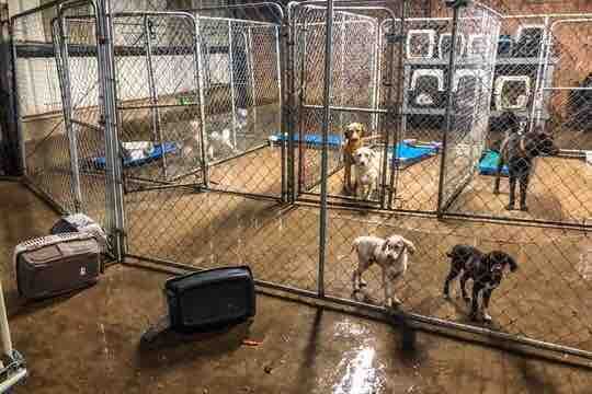 Moradores da cidade de Arkadelphia, no Arkansas, uniram-se para resgatar e abrigar 72 cães da Humane Society of Clark County após uma tempestade tropical inundar o abrigo de animais