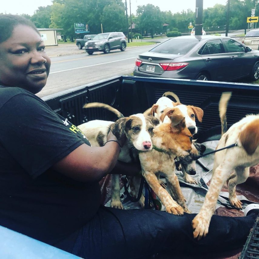 Moradores da cidade de Arkadelphia, no Arkansas, uniram-se para resgatar e abrigar 72 cães da Humane Society of Clark County após uma tempestade tropical inundar o abrigo de animais