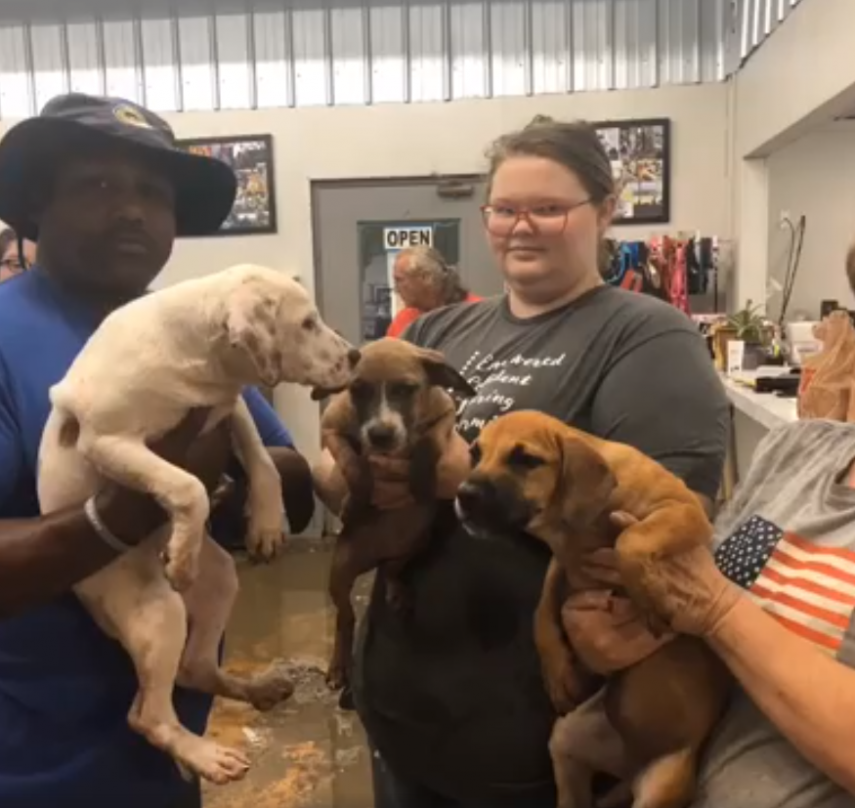 Moradores da cidade de Arkadelphia, no Arkansas, uniram-se para resgatar e abrigar 72 cães da Humane Society of Clark County após uma tempestade tropical inundar o abrigo de animais