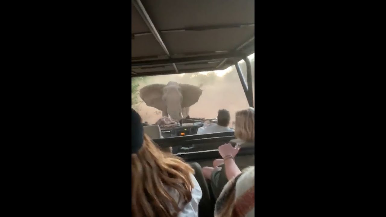 Vídeo mostra carro fugindo de ré de ataque de elefante em safári