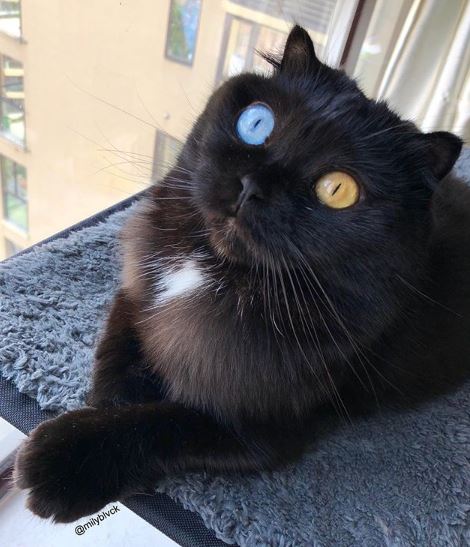 Gato preto com um olho de cada dor vira sensação da web