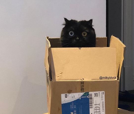 Gato preto com um olho de cada dor vira sensação da web