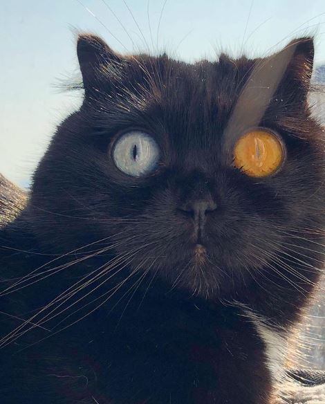 Gato preto com um olho de cada dor vira sensação da web