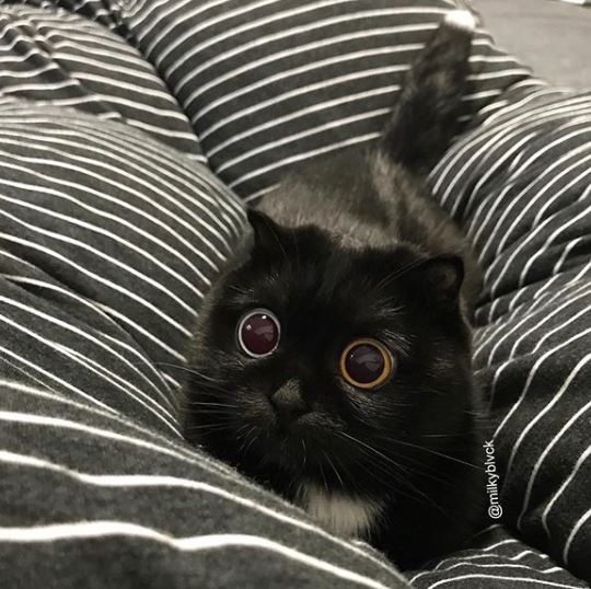 Gato preto com um olho de cada dor vira sensação da web