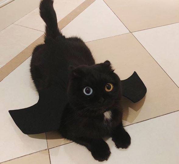 Gato preto com um olho de cada dor vira sensação da web