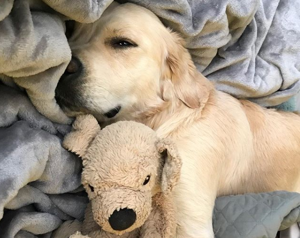 O golden retriever tem o 'amigo' desde o primeiro dia no novo lar e a dupla acabou se tornando inseparável