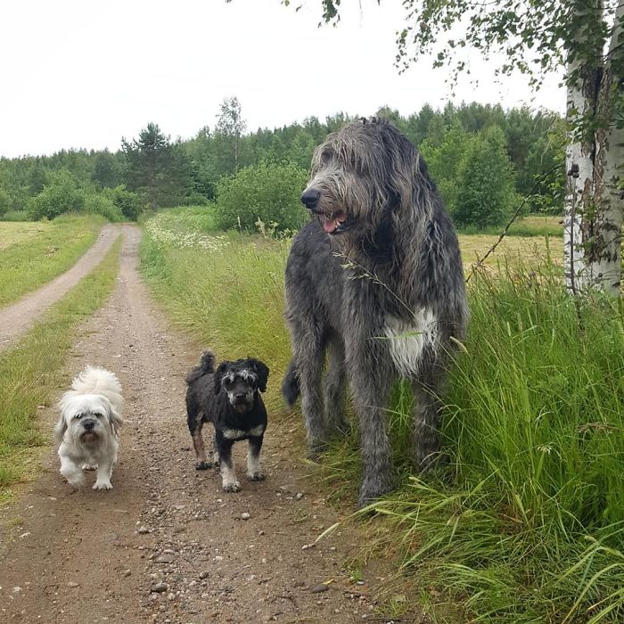 Donos postam fotos para mostrar tamanho do cachorro