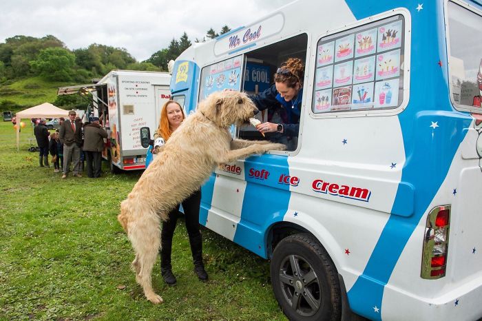 Donos postam fotos para mostrar tamanho do cachorro