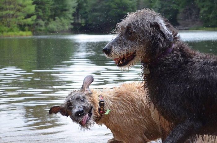 Donos postam fotos para mostrar tamanho do cachorro