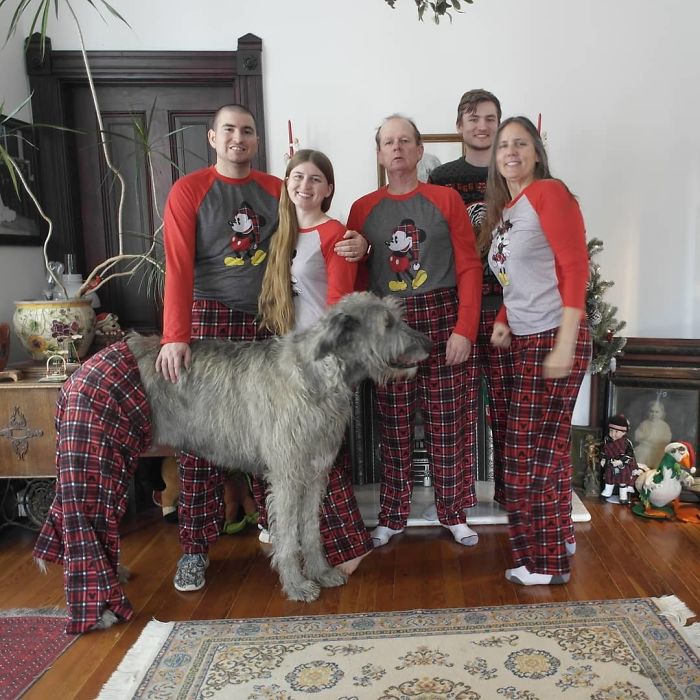 Donos postam fotos para mostrar tamanho do cachorro