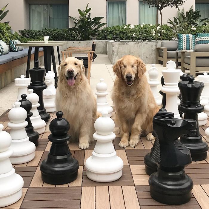 Após Jake ficar cego, Addie se tornou a cão-guia do amigo