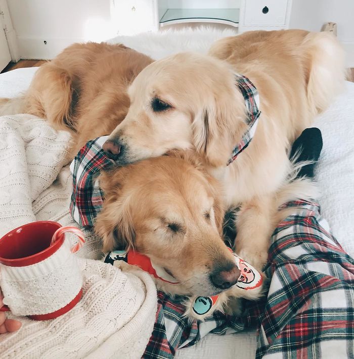 Após Jake ficar cego, Addie se tornou a cão-guia do amigo