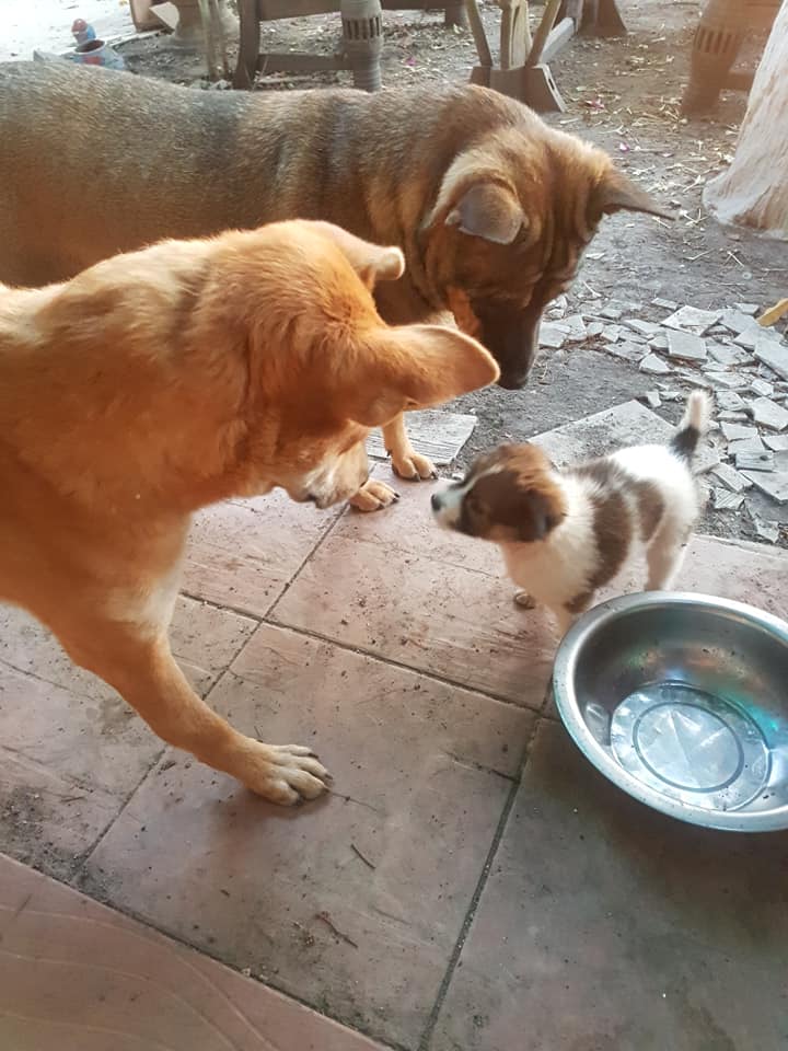 Nom Chom sendo recebida por seus novos irmãos.