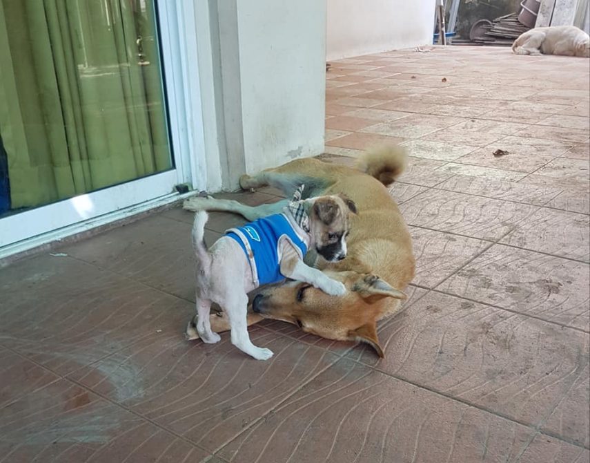 Parece que Nom Chom se deu muito bem com a nova família.