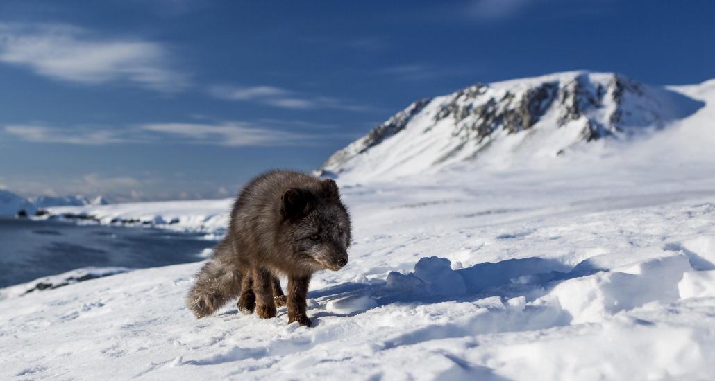 Raposa surpreende ao andar da Noruega até o Canadá em tempo recorde