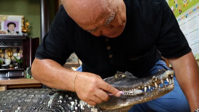 Nobumitsu adotou um crocodilo, que chama de Caiman, para ser seu bichinho de estimação.