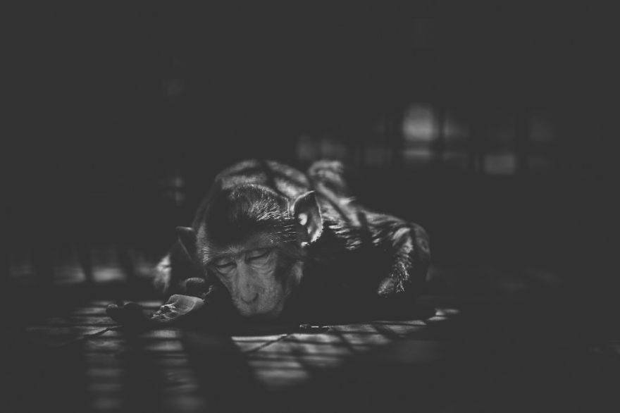Fotógrafo registra drama de animais de zoológico de Bangladesh